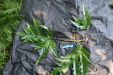 Thumbnail IMG_3690.JPG 