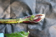 Thumbnail IMG_3692.JPG 