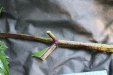 Thumbnail IMG_3693.JPG 