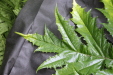 Thumbnail IMG_3695.JPG 