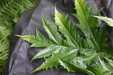 Thumbnail IMG_3696.JPG 