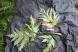 Thumbnail IMG_3705.JPG 