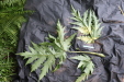 Thumbnail IMG_3706.JPG 
