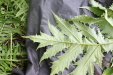 Thumbnail IMG_3708.JPG 