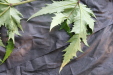 Thumbnail IMG_3709.JPG 