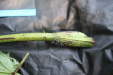 Thumbnail IMG_3712.JPG 