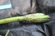 Thumbnail IMG_3713.JPG 