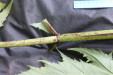 Thumbnail IMG_3714.JPG 