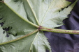 Thumbnail IMG_3715.JPG 