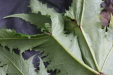 Thumbnail IMG_3716.JPG 