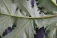 Thumbnail IMG_3717.JPG 