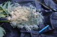 Thumbnail IMG_3718.JPG 