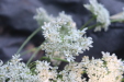 Thumbnail IMG_3719.JPG 