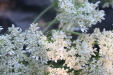Thumbnail IMG_3720.JPG 