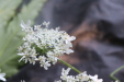 Thumbnail IMG_3721.JPG 