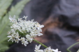 Thumbnail IMG_3722.JPG 