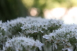 Thumbnail IMG_3723.JPG 