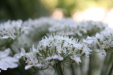 Thumbnail IMG_3724.JPG 