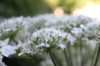 Thumbnail IMG_3725.JPG 