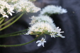 Thumbnail IMG_3727.JPG 