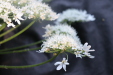 Thumbnail IMG_3728.JPG 