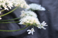 Thumbnail IMG_3729.JPG 
