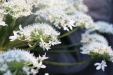 Thumbnail IMG_3730.JPG 