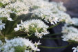 Thumbnail IMG_3731.JPG 