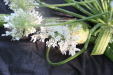 Thumbnail IMG_3732.JPG 