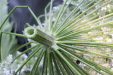 Thumbnail IMG_3733.JPG 