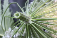 Thumbnail IMG_3734.JPG 
