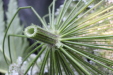 Thumbnail IMG_3735.JPG 