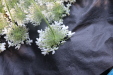 Thumbnail IMG_3740.JPG 