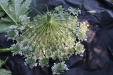 Thumbnail IMG_3742.JPG 
