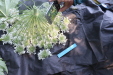 Thumbnail IMG_3744.JPG 