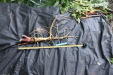 Thumbnail IMG_3746.JPG 
