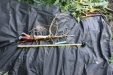 Thumbnail IMG_3747.JPG 
