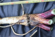 Thumbnail IMG_3749.JPG 