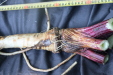Thumbnail IMG_3750.JPG 