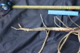 Thumbnail IMG_3752.JPG 