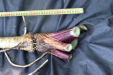 Thumbnail IMG_3753.JPG 