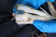 Thumbnail IMG_3756.JPG 