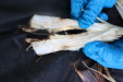 Thumbnail IMG_3757.JPG 