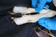 Thumbnail IMG_3758.JPG 