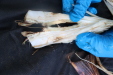 Thumbnail IMG_3759.JPG 