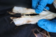 Thumbnail IMG_3760.JPG 