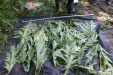 Thumbnail IMG_3761.JPG 