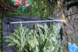 Thumbnail IMG_3762.JPG 