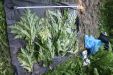 Thumbnail IMG_3763.JPG 
