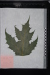 Thumbnail Гербарные_образцы_083.jpg 